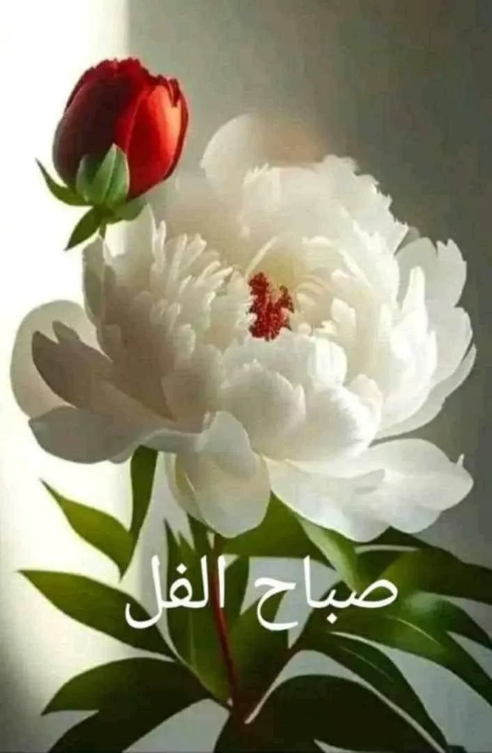 سيد علي